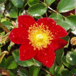 Roseira 'Red Velvet'